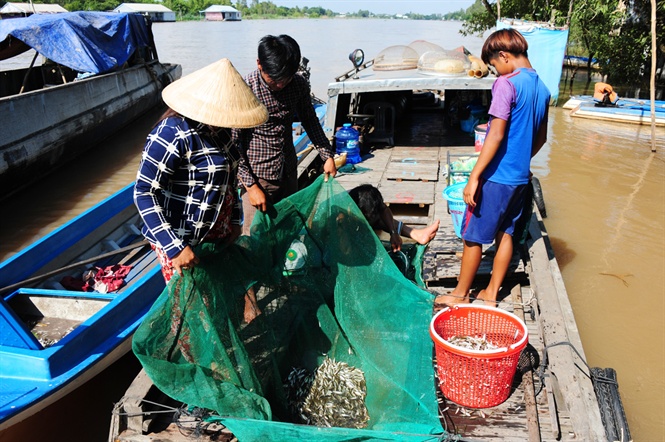 Cận cảnh săn, bắt, h&aacute;i, lượm  m&ugrave;a nước nổi - Ảnh 5.
