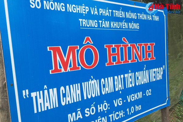 &ldquo;Vua&rdquo; cam m&aacute;ch nước chọn đ&uacute;ng cam Khe M&acirc;y - Ảnh 6.