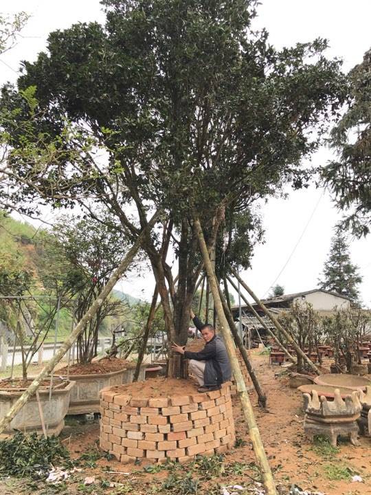 Đại gia c&otilde;ng bao tải tiền, đổi &ocirc; t&ocirc; tiền tỷ mua 4 c&acirc;y mộc hương trăm tuổi - Ảnh 5.