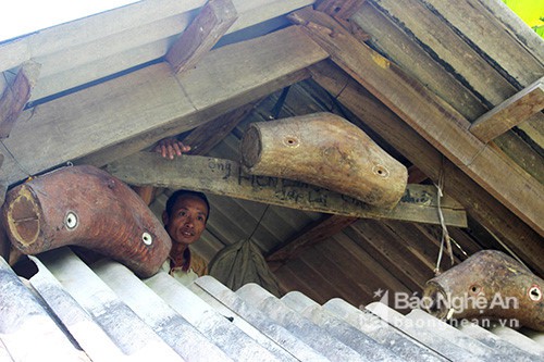 Săn ong giống ở miền T&acirc;y xứ Nghệ hồi hộp, li kỳ như đấu trường 100  - Ảnh 6.