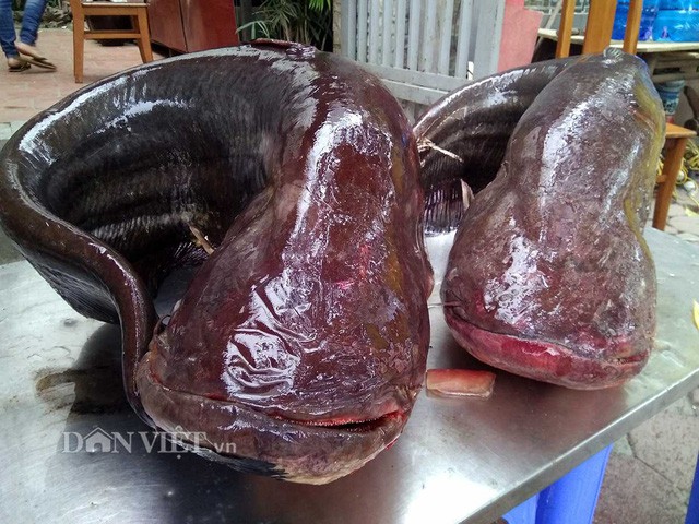 Cận cảnh cặp c&aacute; leo khủng nặng hơn&nbsp;1 tạ xuất hiện ở Thủ đ&ocirc; - Ảnh 5.