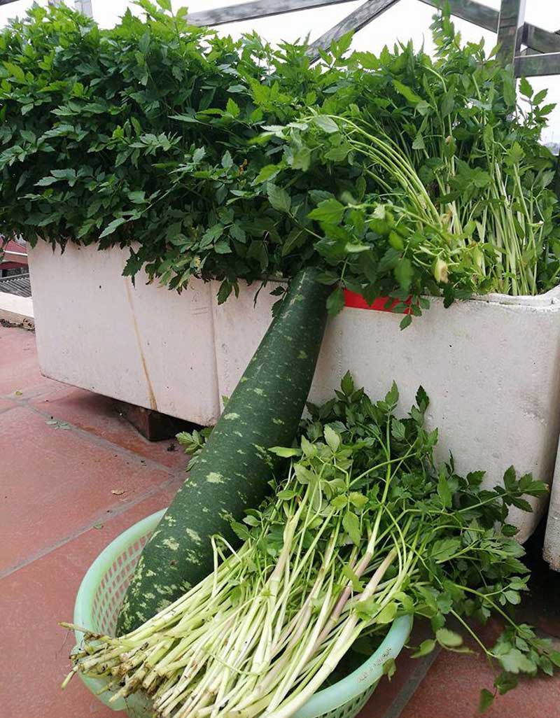 Khoai t&acirc;y, bắp cải d&agrave;y đặc tr&ecirc;n m&aacute;i nh&agrave; ở H&agrave; Nội - Ảnh 5.