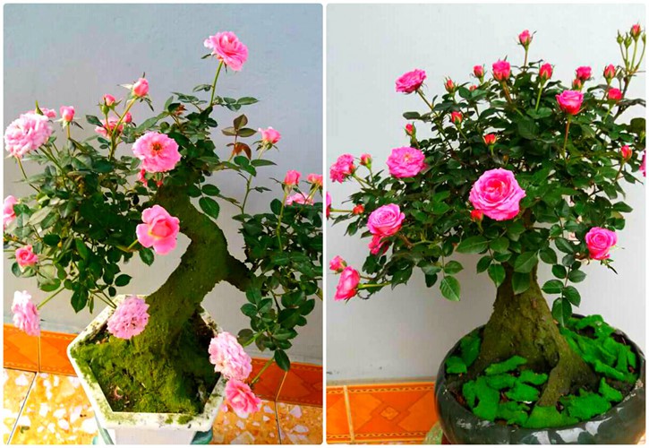 Mua hồng bonsai sang chảnh về chưng Tết