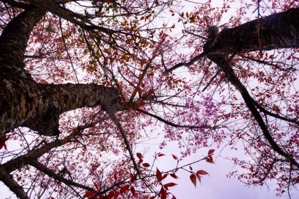 M&ugrave; Cang Chải rực sắc đ&agrave;o nở sớm - Ảnh 4.