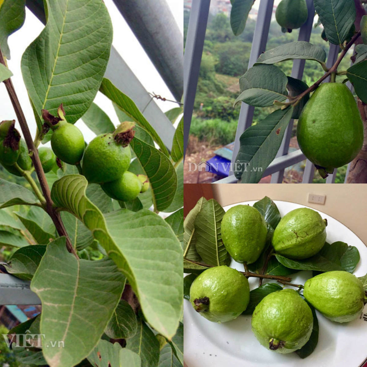 Các loại trái cây thông dụng như ổi, khế sạch... cũng góp mặt trong khu vườn trên sân thượng này