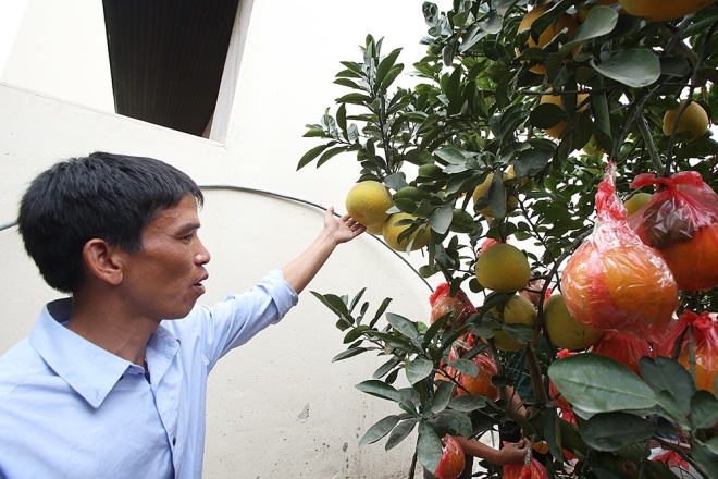 Trong qu&aacute; tr&igrave;nh chăm s&oacute;c c&acirc;y, điều chỉnh mức nước tưới l&agrave; quan trong nhất bởi việc n&agrave;y sẽ quyết định quan trọng đến việc c&acirc;y sống hay chết, sai quả hay kh&ocirc;ng.