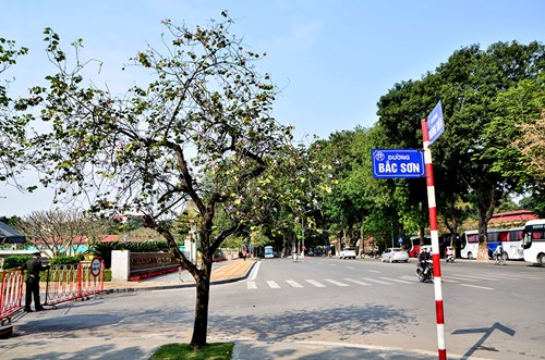 Mùa hoa ban nở thì đường Bắc Sơn được nhiều người biết đến hơn do nơi đây có hàng chục cây hoa cùng bung nở