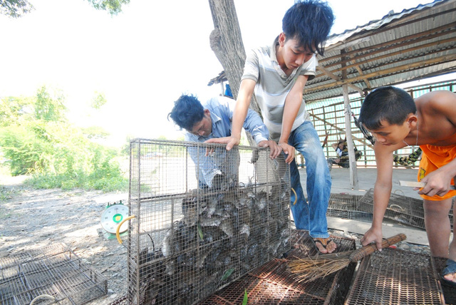 Ch&iacute;nh quyền địa phương cho biết, chợ chuột Ph&ugrave; Dật nằm gọn tr&ecirc;n ấp B&igrave;nh Chiến, trong ấp c&oacute; khoảng 600 hộ th&igrave; c&oacute; tới tr&ecirc;n 200 hộ sống bằng nghề săn bắt, l&agrave;m thu&ecirc; v&agrave; kinh doanh chuột. Nhờ c&aacute;i chợ n&agrave;y m&agrave; h&agrave;ng trăm lao động c&oacute; c&ocirc;ng ăn việc l&agrave;m, thu nhập ổn định. Do c&ocirc;ng việc nhẹ nh&agrave;ng n&ecirc;n thu h&uacute;t c&aacute;c chị em phụ nữ v&agrave; thậm ch&iacute; cả trẻ em, người gi&agrave; tham gia d&acirc;y chuyền giết mổ, mỗi ng&agrave;y thu nhập trung b&igrave;nh từ 70.000 - 100.000 đồng/người.