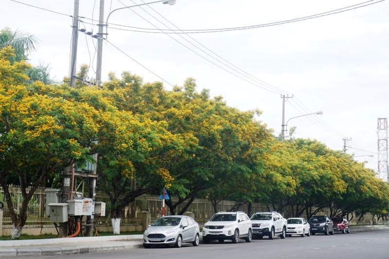 Về Tam Kỳ mê đắm bên hoa sưa vàng