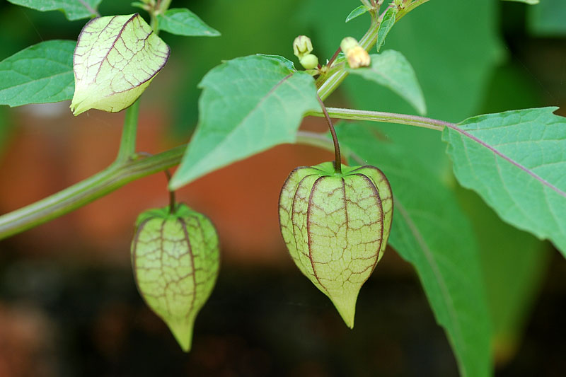 Tầm b&oacute;p: Ở Việt Nam l&agrave; quả dại, ở Nhật b&aacute;n 700.000 đồng/kg - Ảnh 6.