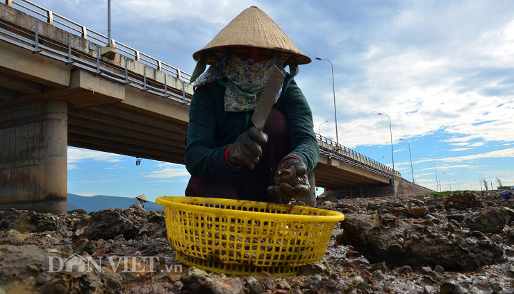 Săn hàu dưới chân cầu Nhơn Hội, TP Quy Nhơn - Ảnh 2.