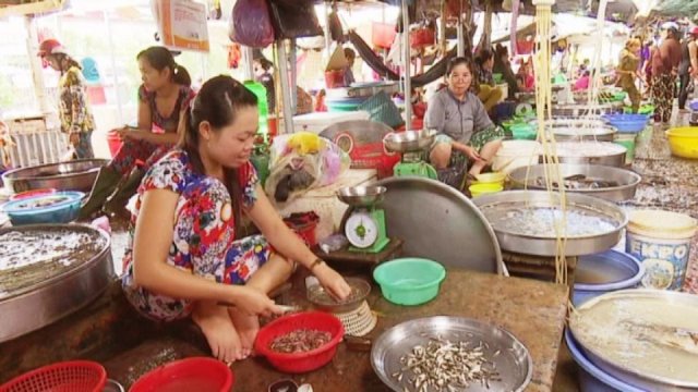 Tràn ngập cá linh giả ăn theo con nước nổi