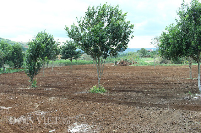 Su&yacute;t bị vợ bỏ v&igrave; m&ecirc; trồng s&acirc;m, giờ ung dung đ&uacute;t t&uacute;i nửa tỷ/năm - Ảnh 2.