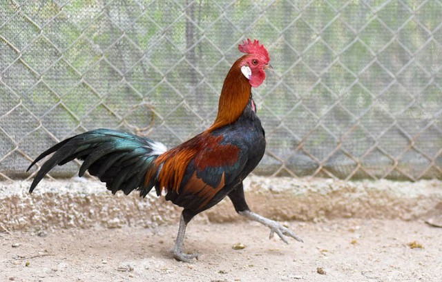 Làm giàu nhờ nuôi gà rừng tai trắng quý hiếm - Ảnh 6.