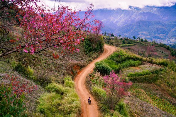 M&ugrave; Cang Chải rực sắc đ&agrave;o nở sớm - Ảnh 5.