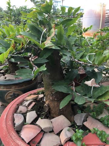 
Một c&acirc;y gh&eacute;p th&agrave;nh c&ocirc;ng v&agrave; mai đang ph&aacute;t triển.
