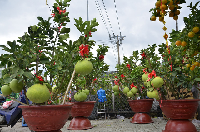 
Những chậu bưởi da xanh ở Bến Tre được chuyển l&ecirc;n TP HCM trưng b&agrave;y b&aacute;n Tết. Trong ảnh c&oacute; nhiều quả nặng đến hơn 3 kg.
