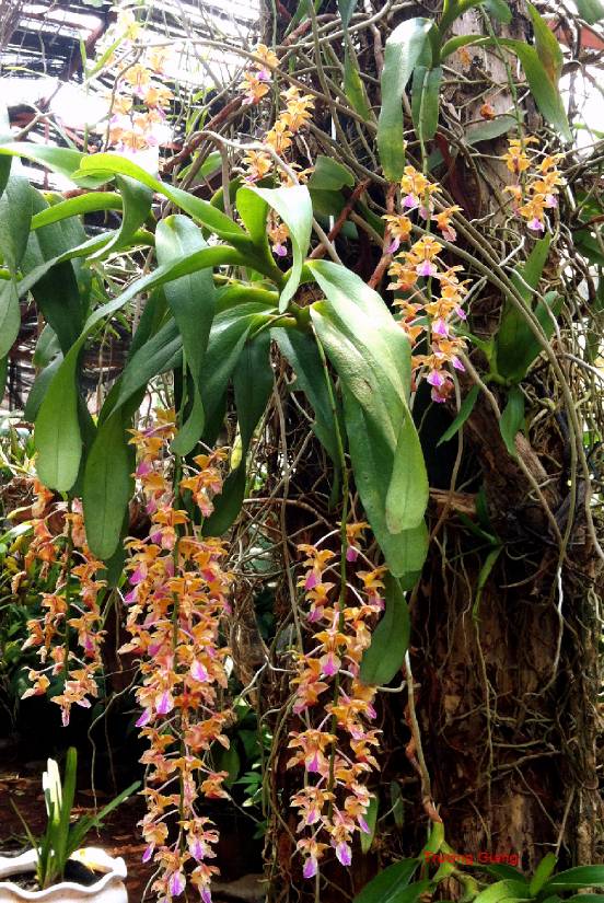 Ngắm lan rừng lung linh trong gió