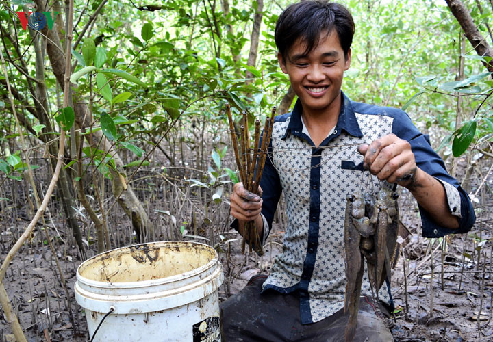C&acirc;u c&aacute; th&ograve;i l&ograve;i ở rừng ngập mặn C&agrave; Mau - Ảnh 7.