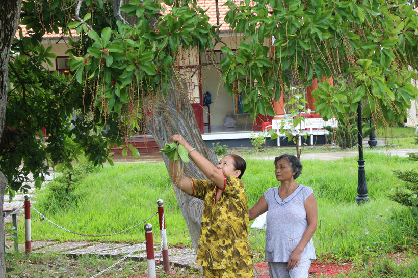 C&acirc;y lộc vừng 300 tuổi ở miền T&acirc;y trổ hoa nghịch m&ugrave;a - Ảnh 7.