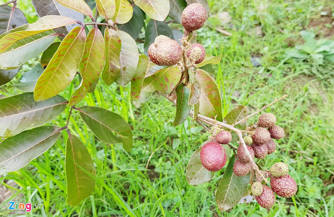 Nh&atilde;n t&iacute;m độc đ&aacute;o ở S&oacute;c Trăng - Ảnh 8.