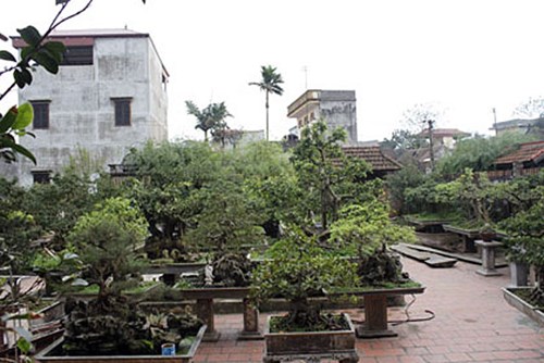 &ldquo;Vi h&agrave;nh&rdquo; l&agrave;ng c&acirc;y cảnh thế khủng, cực chất - Ảnh 7.