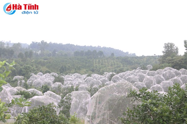 &ldquo;Vua&rdquo; cam m&aacute;ch nước chọn đ&uacute;ng cam Khe M&acirc;y - Ảnh 8.