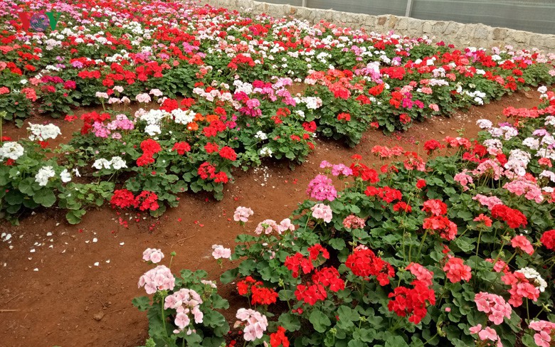 Ngắm ngàn hoa đua sắc tại làng hoa nổi tiếng ở Đà Lạt