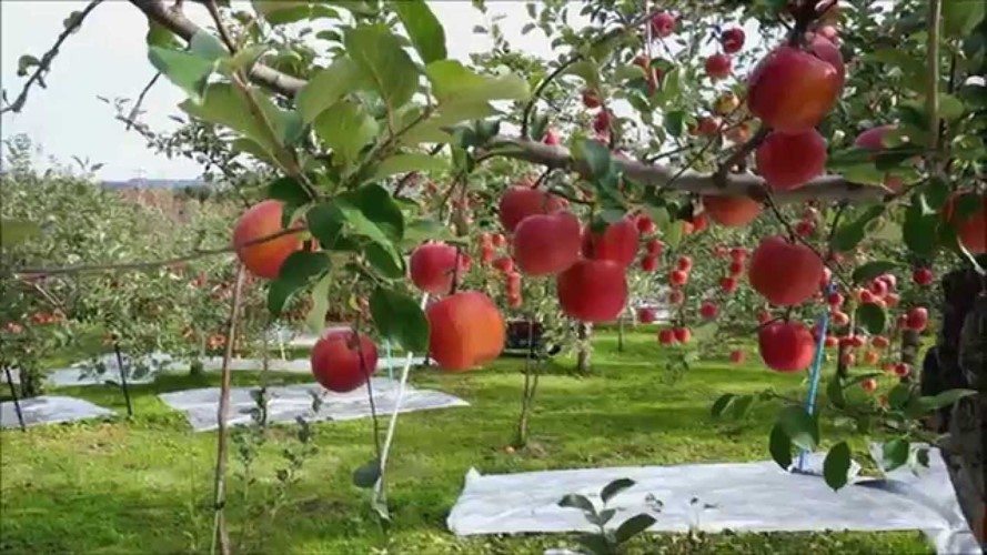 Đột nhập vườn t&aacute;o Aomori Nhật Bản đ&atilde; c&oacute; b&aacute;n ở Việt Nam - Ảnh 7.