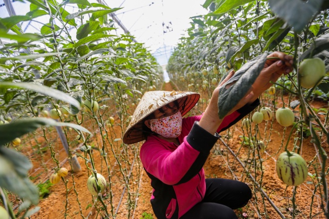 Gần Tết, anh Định cho người lặt l&aacute; dưa để k&iacute;ch th&iacute;ch tr&aacute;i tăng trưởng to, ra nhiều.