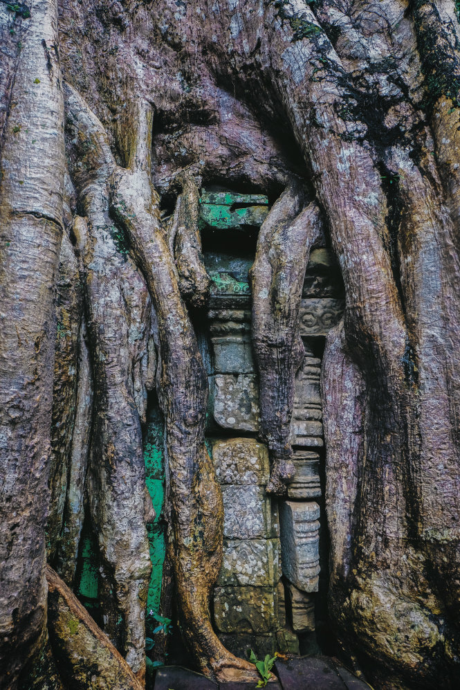 Ta Prohm - ng&ocirc;i đền của những rễ c&acirc;y kỳ dị  - Ảnh 8.