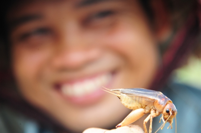 Săn dế cơm, kiếm 300 ng&agrave;n đồng/ng&agrave;y như chơi - Ảnh 8.