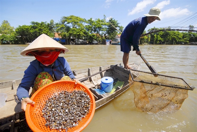 Cận cảnh săn, bắt, h&aacute;i, lượm  m&ugrave;a nước nổi - Ảnh 8.