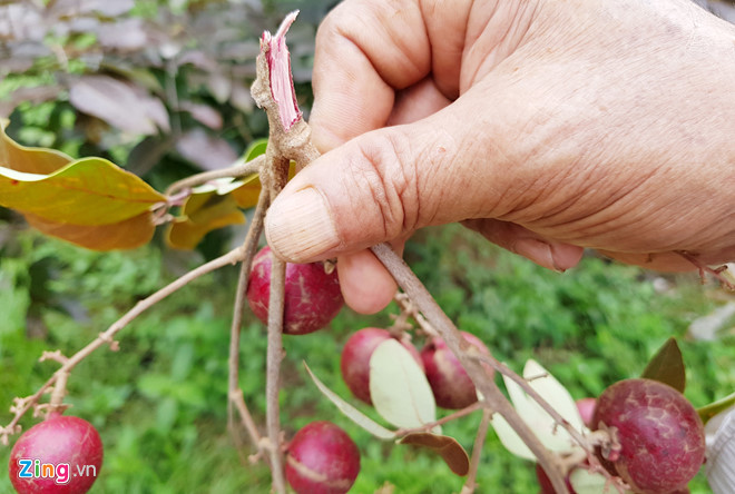Nh&atilde;n t&iacute;m độc đ&aacute;o ở S&oacute;c Trăng - Ảnh 9.