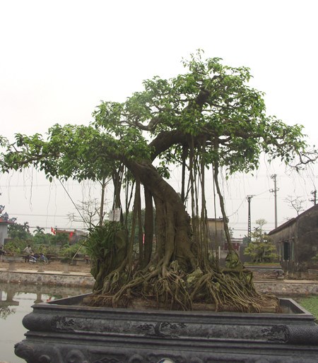 &ldquo;Vi h&agrave;nh&rdquo; l&agrave;ng c&acirc;y cảnh thế khủng, cực chất - Ảnh 8.
