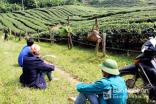 Săn ong giống ở miền T&acirc;y xứ Nghệ hồi hộp, li kỳ như đấu trường 100  - Ảnh 9.