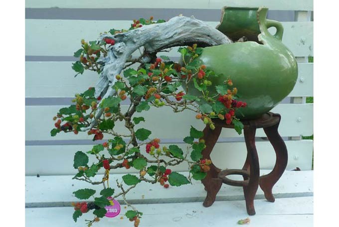 Mê mẩn những chậu bonsai để bàn đẹp hút mắt - Ảnh 8.