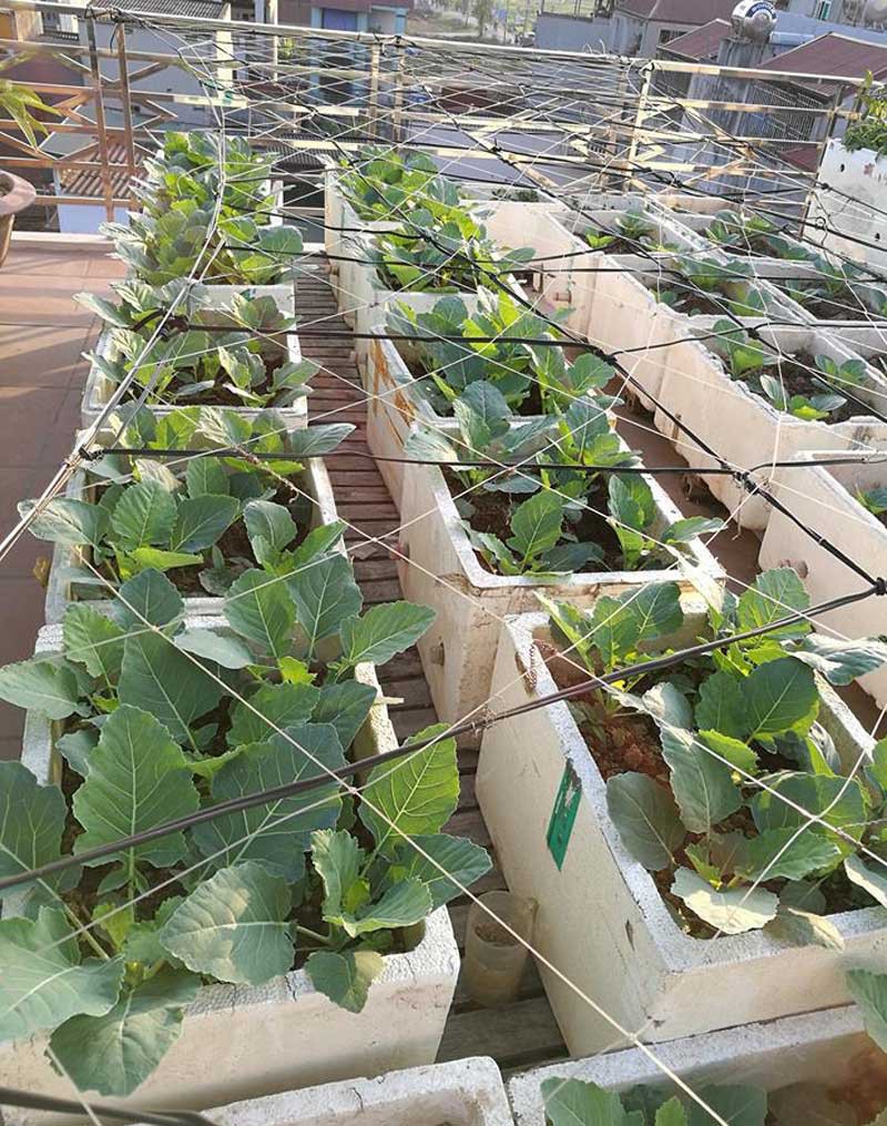 Khoai t&acirc;y, bắp cải d&agrave;y đặc tr&ecirc;n m&aacute;i nh&agrave; ở H&agrave; Nội - Ảnh 8.