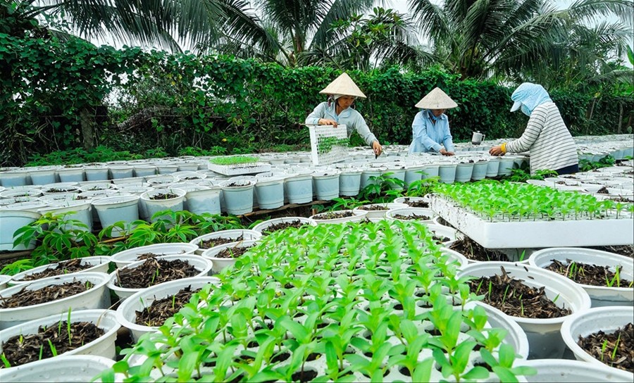 Làng hoa lớn nhất Nam bộ Sa Đéc tất bật vào mùa Tết - Ảnh 8.