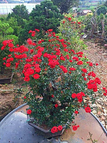  Mua hồng bonsai sang chảnh về chưng Tết - Ảnh 8.