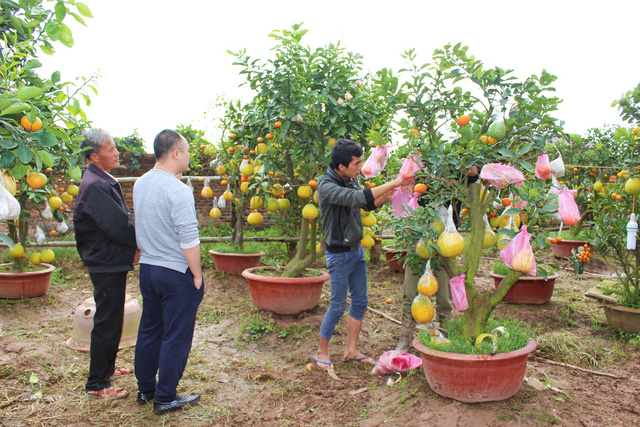 Trước khi vận chuyển, cây ngũ quả được bọc rất cẩn thận để tránh rụng quả.