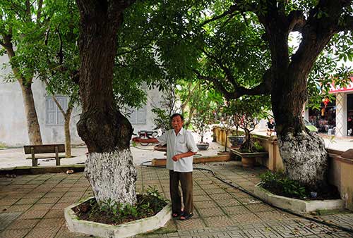 Bí mật về 4 "cụ cây" 700 tuổi ở Đồng Tâm