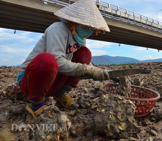 Săn hàu dưới chân cầu Nhơn Hội, TP Quy Nhơn - Ảnh 3.