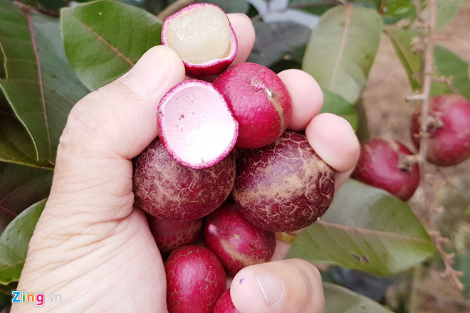 Nh&atilde;n t&iacute;m độc đ&aacute;o ở S&oacute;c Trăng - Ảnh 10.