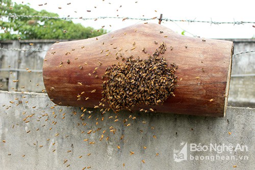 Kỳ thú chuyện săn ong giống ở xứ Nghệ - Ảnh 9.