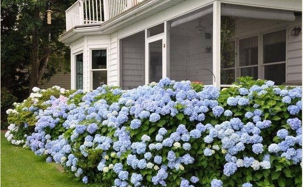 10 loại c&acirc;y l&agrave;m h&agrave;ng r&agrave;o tuyệt đẹp kh&ocirc;ng thể bỏ qua - Ảnh 8.