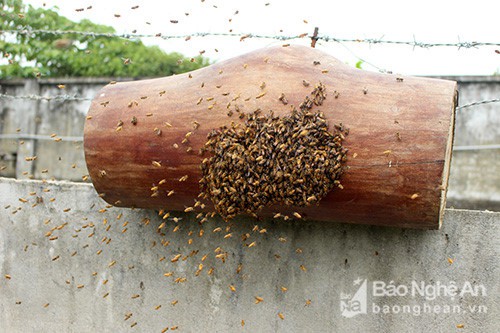 Săn ong giống ở miền T&acirc;y xứ Nghệ hồi hộp, li kỳ như đấu trường 100  - Ảnh 1.