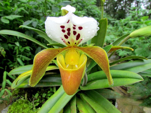 Chiêm ngưỡng hoa phong lan rừng Sa Pa - Ảnh 9.