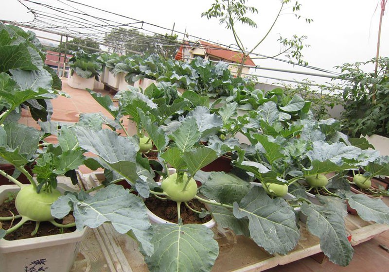 Khoai t&acirc;y, bắp cải d&agrave;y đặc tr&ecirc;n m&aacute;i nh&agrave; ở H&agrave; Nội - Ảnh 9.