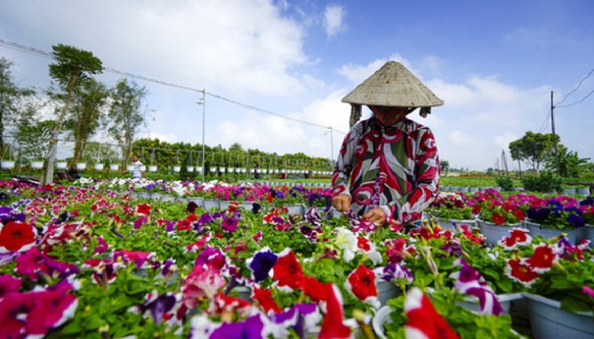 Làng hoa lớn nhất Nam bộ Sa Đéc tất bật vào mùa Tết - Ảnh 9.